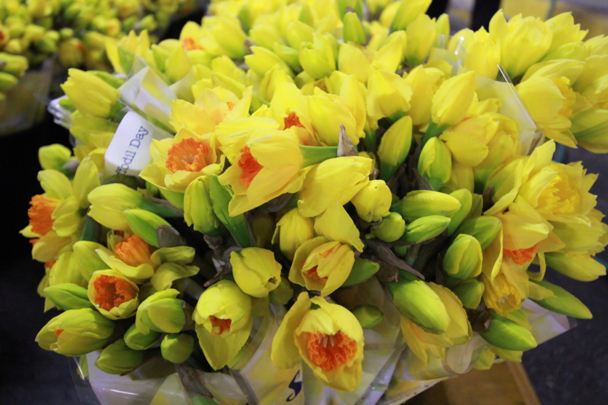 Daffodil Day is here: Help grow hope!